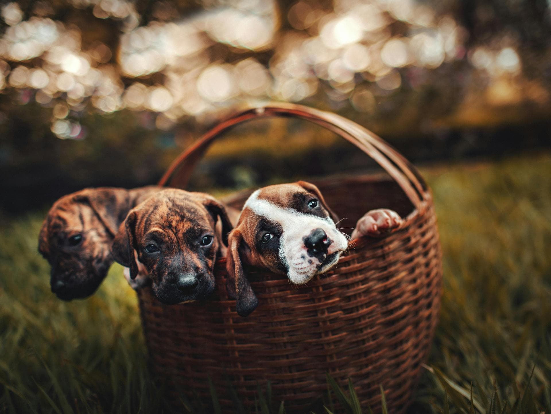 Dog & Cat Vets in Meridian