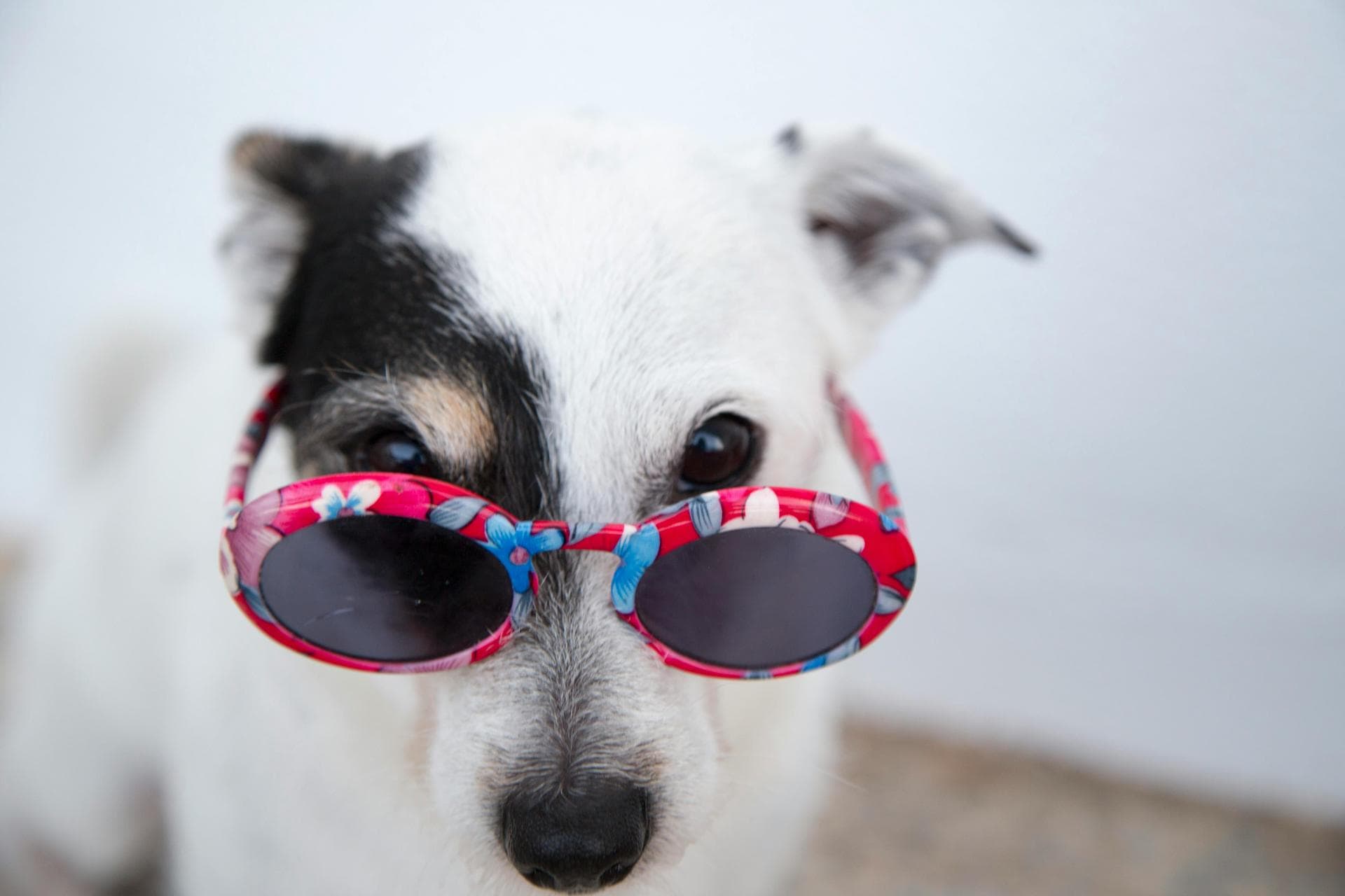 Dog & Cat Vets in Meridian
