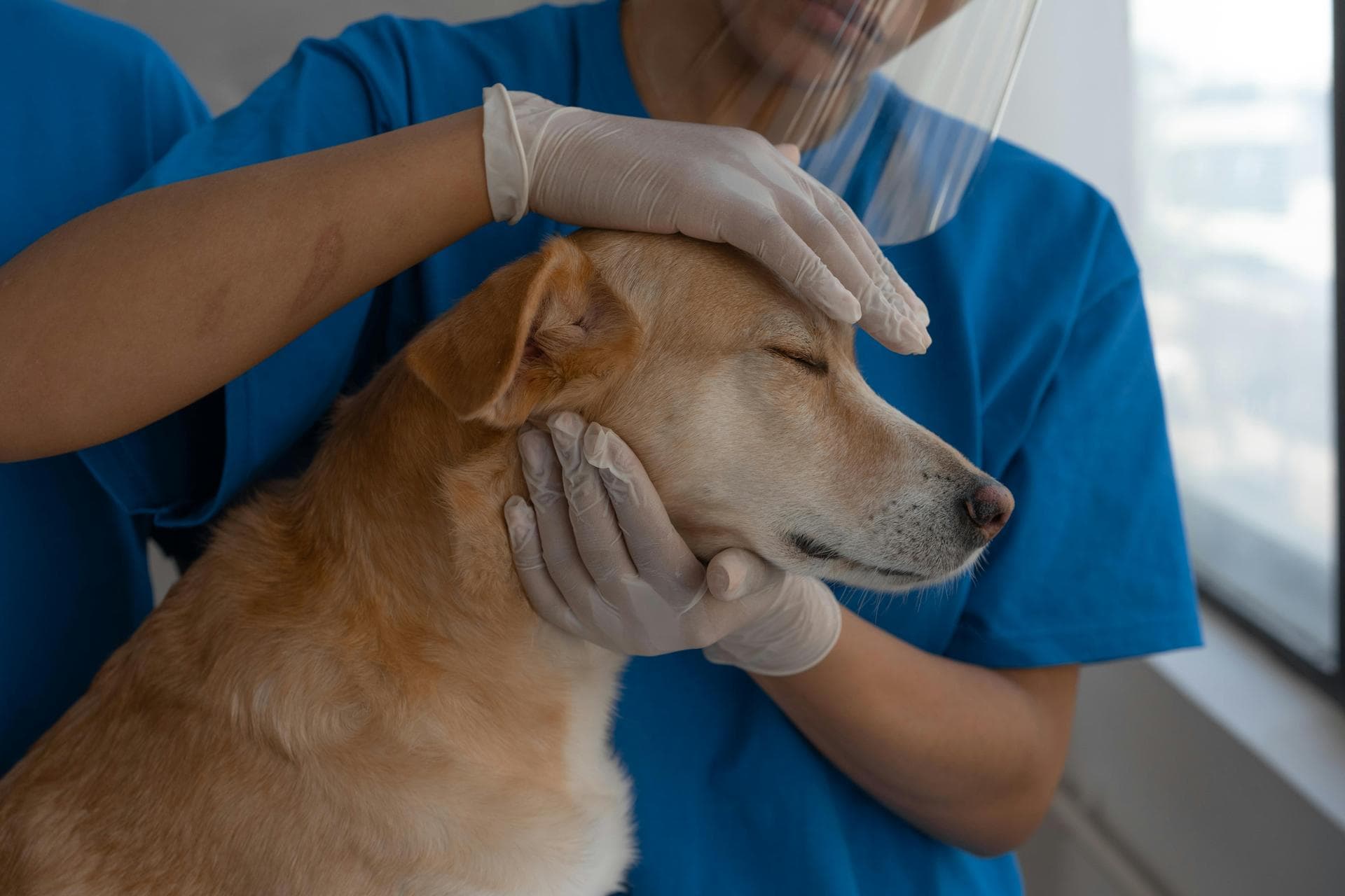 Specialist Vets in Meridian