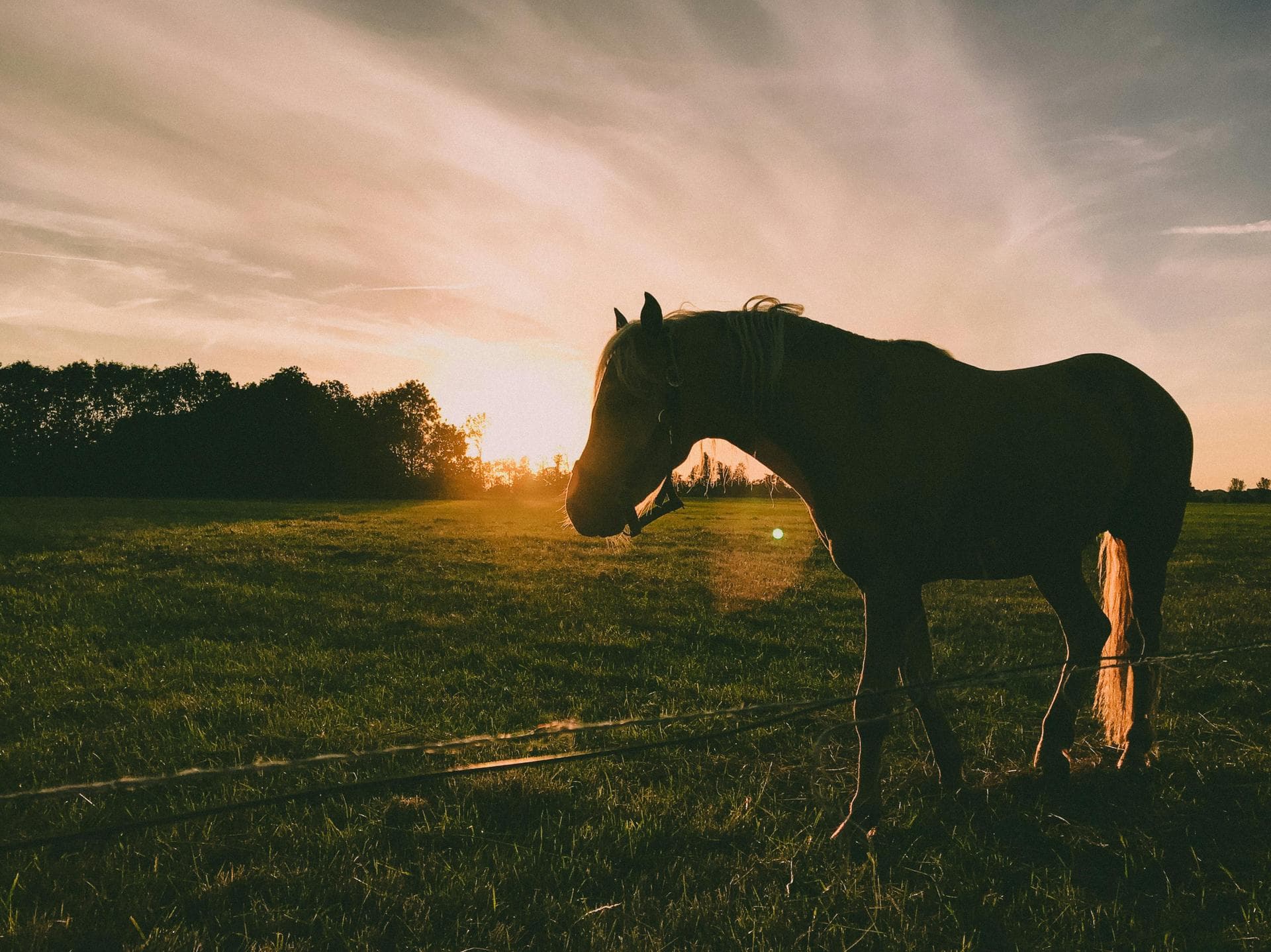 Specialist Vets in Meridian